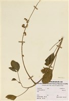 藏品(黃野百合)的圖片